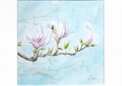 « Magnolia au jardin » - Aquarelle et crayons sur papier Arche – 20x20cm (avec cadre)