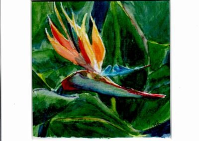 « Oiseau de Paradis à Madère » - Aquarelle et crayons sur papier Arche – 20x20cm (avec cadre). aquarelle-isabelle-morin-vente-solidaire-pontault-combault